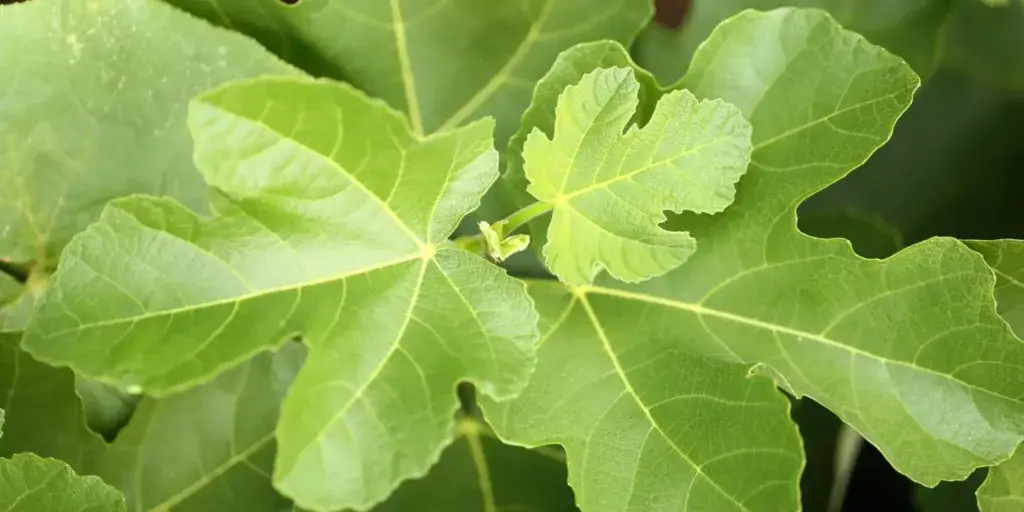 ficus-carica-pěstování-rostlinkovo