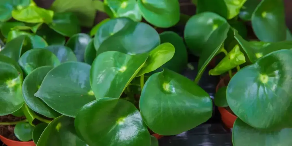 peperomia-rostlinkovo