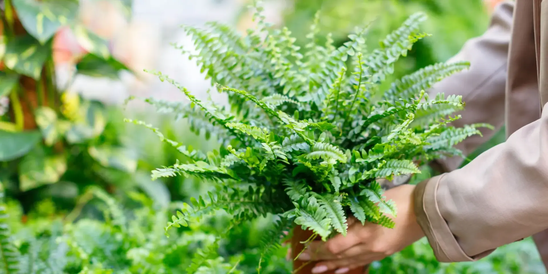 Kapradina-nefrolepis-rostlinkovo