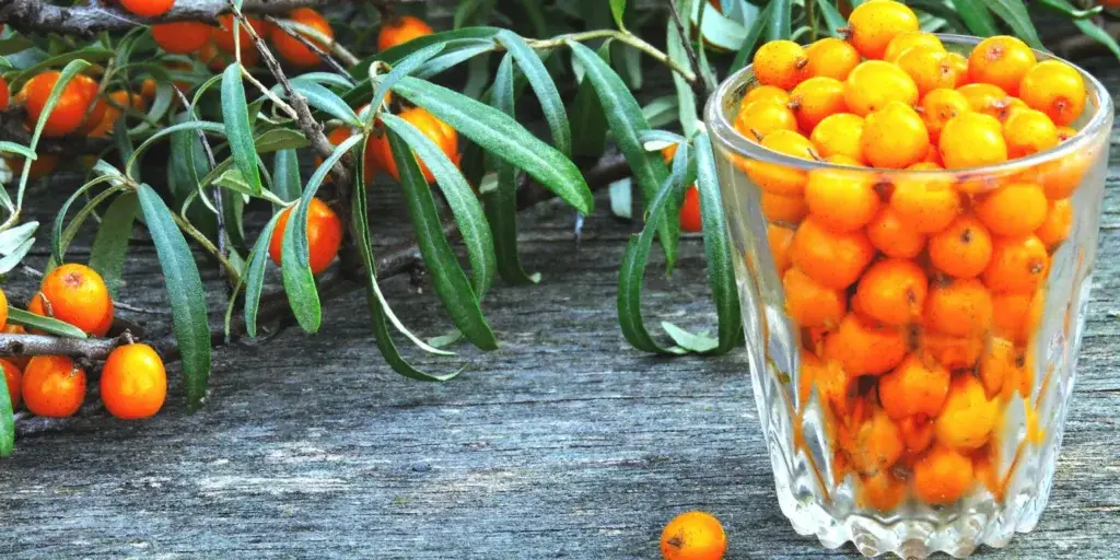 rakytník-rostlinkovo