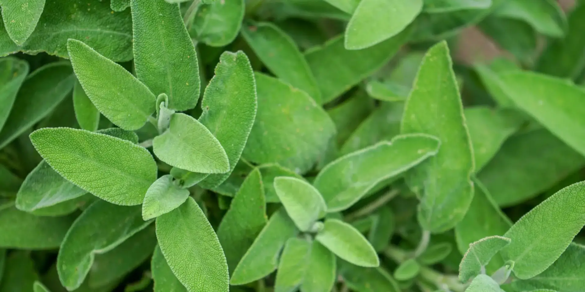 Šalvěj-lékařská-rostlinkovo