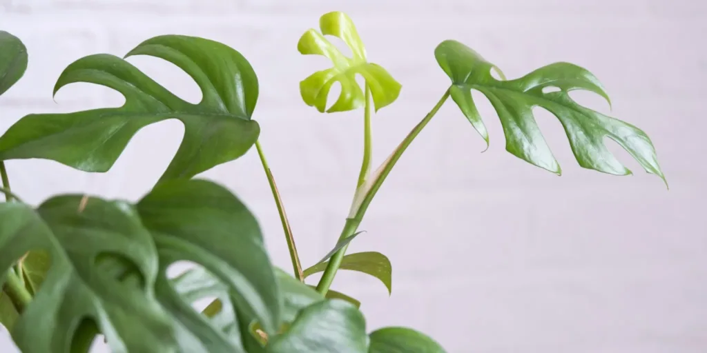 Chvostoskoky-rostlinkovo