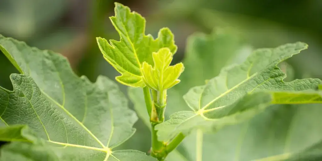 ficus-carica-pěstování-rostlinkovo