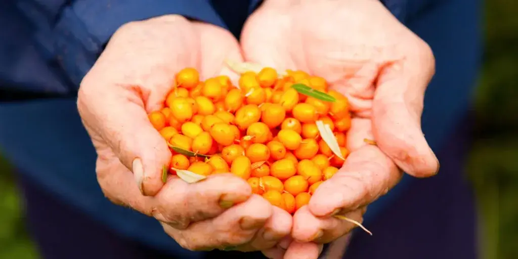 rakytník-rostlinkovo