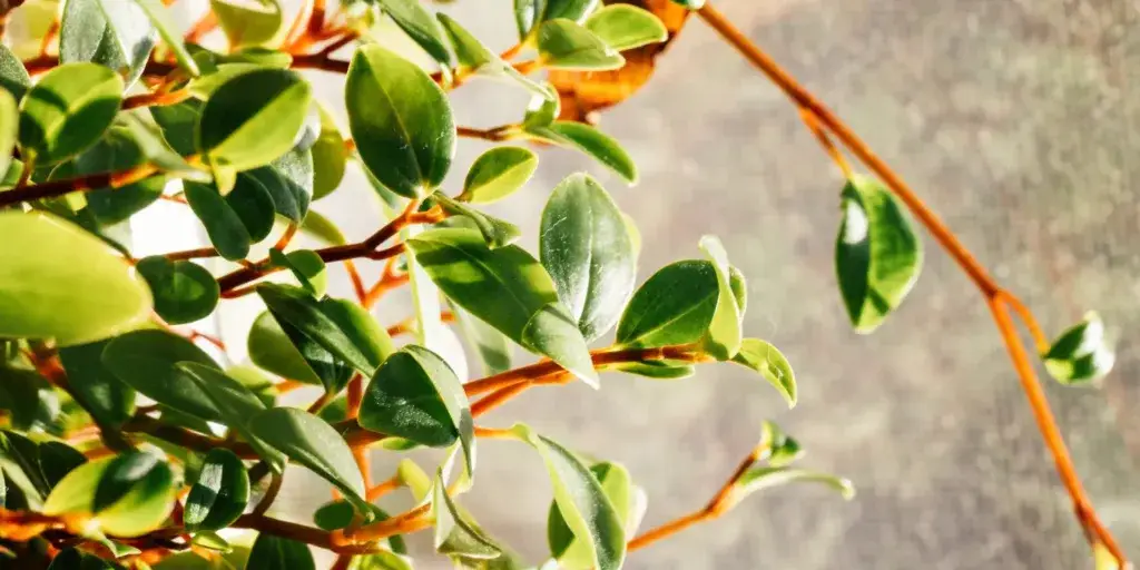 peperomia-rostlinkovo