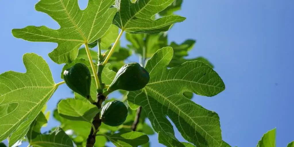 ficus-carica-pěstování-rostlinkovo