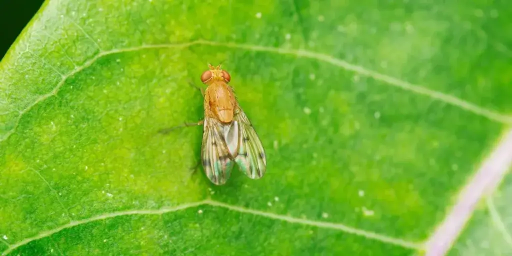 octomilky-smutnice-rostlinkovo