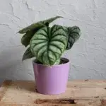 alocasia-silver-dragon-rostlinkovo