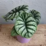 alocasia-silver-dragon-rostlinkovo