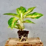 aglaonema-eyecatcher-rostlinkovo