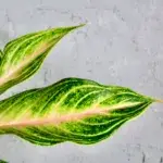 aglaonema-eyecatcher-rostlinkovo