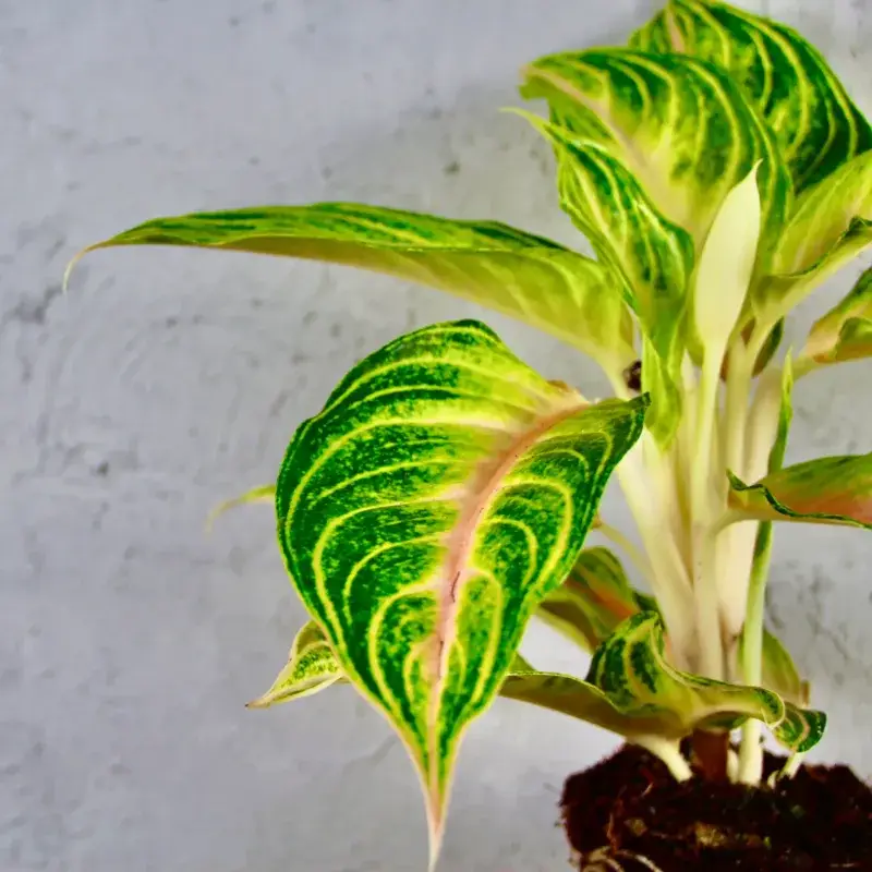 aglaonema-eyecatcher-rostlinkovo