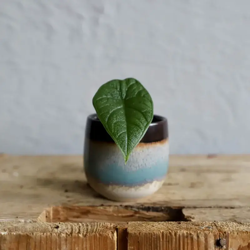 alocasia-melo-rostlinkovo alocasia-melo-rostlinkovo