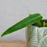 Anthurium-Warocqueanum-baby-rostlinkovo