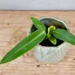 Anthurium-Warocqueanum-baby-rostlinkovo