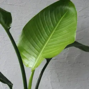 strelitzia-nicolai-rostlinkovo