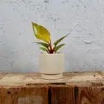 philodendron-mars-baby-rostlinkovo