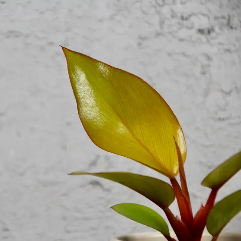 philodendron-mars-baby-rostlinkovo