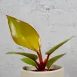 philodendron-mars-baby-rostlinkovo