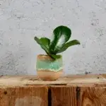 ficus-lyrata-rostlinkovo