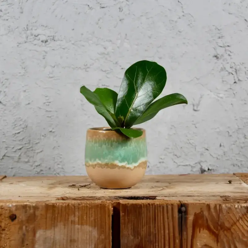 ficus-lyrata-rostlinkovo
