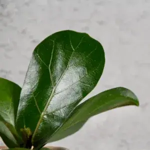 ficus-lyrata-rostlinkovo