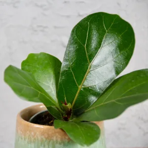 ficus-lyrata-rostlinkovo