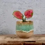 aglaonema-pinky-promise-pokojova-rostlina-rostlinkovo