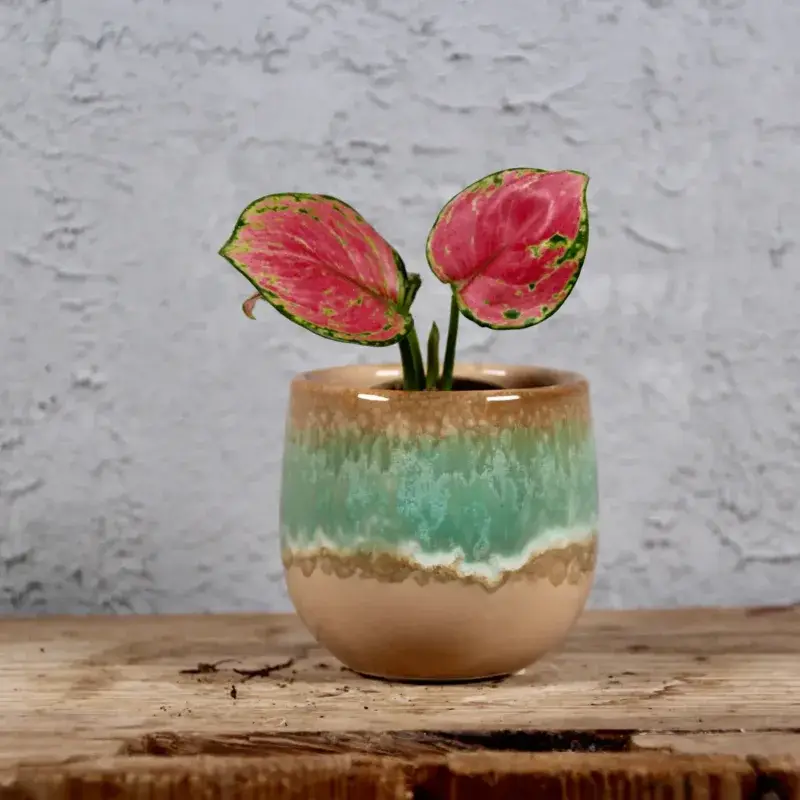 aglaonema-pinky-promise-pokojova-rostlina-rostlinkovo aglaonema-pinky-promise-pokojova-rostlina-rostlinkovo