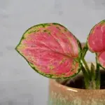 aglaonema-pinky-promise-pokojova-rostlina-rostlinkovo