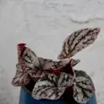 begonia-spirit-of-bali-rostlinkovo
