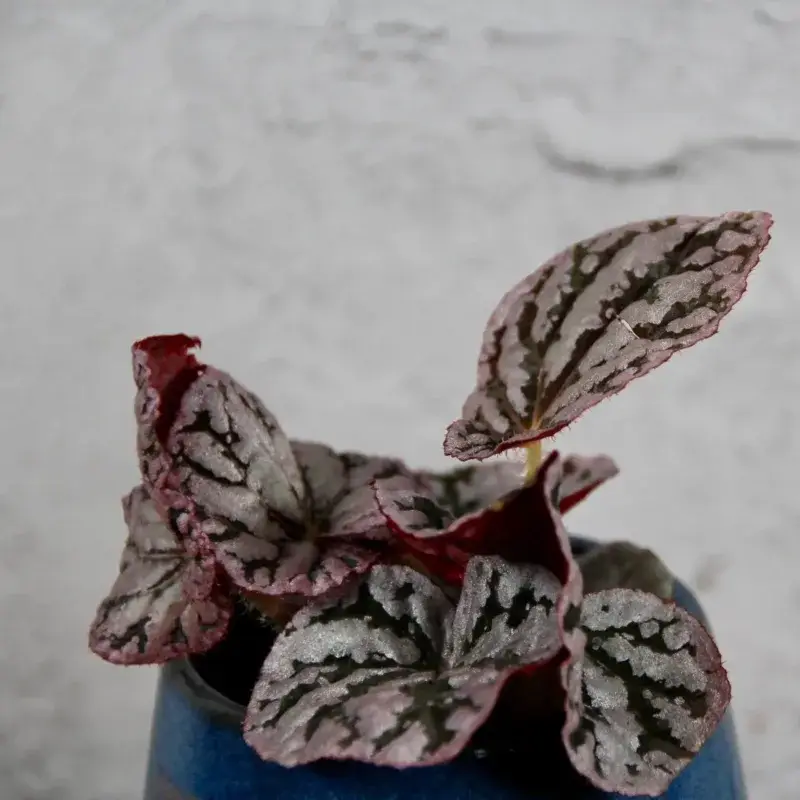 begonia-spirit-of-bali-rostlinkovo