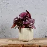 begonia-mclauchan-rostlinkovo