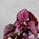 begonia-mclauchan-rostlinkovo