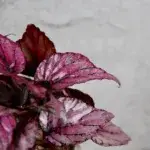 begonia-mclauchan-rostlinkovo