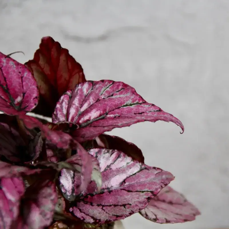 begonia-mclauchan-rostlinkovo