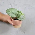 monstera-amydrium-medium-baby-rostlinkovo