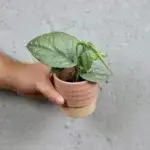 monstera-amydrium-medium-baby-rostlinkovo