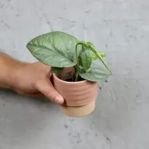 monstera-amydrium-medium-baby-rostlinkovo