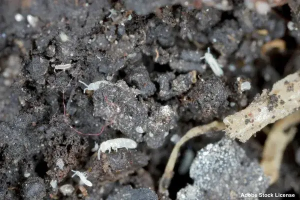 Chvostoskoky-rostlinkovo