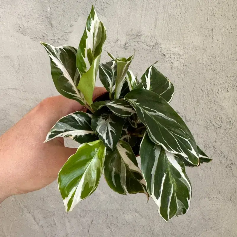 calathea-white-fusion-rostlinkovo calathea-white-fusion-rostlinkovo