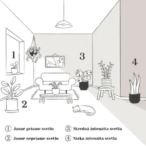 Světelné-podmínky-rostlin-rostlinkovo