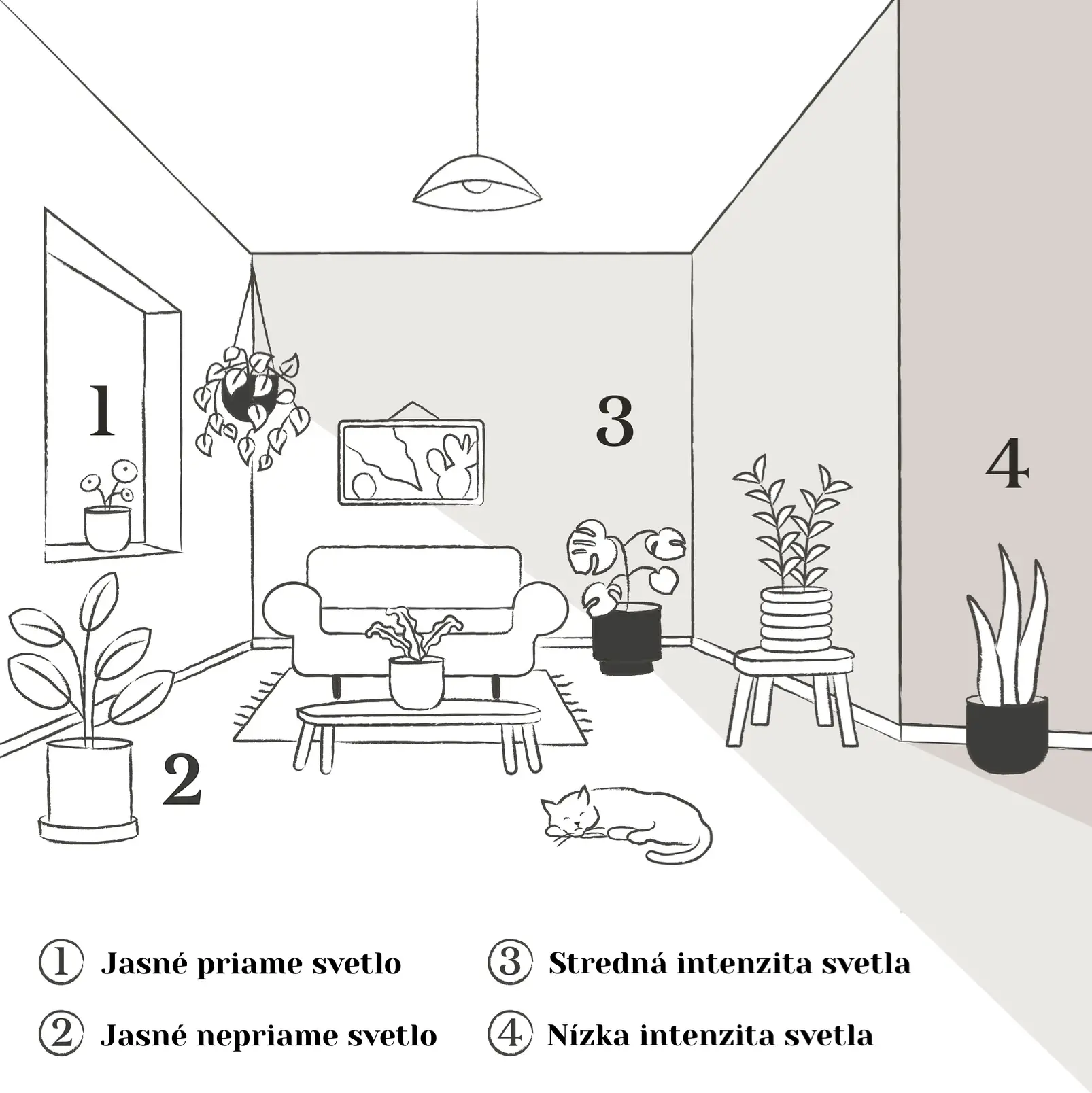Světelné-podmínky-rostlin-rostlinkovo