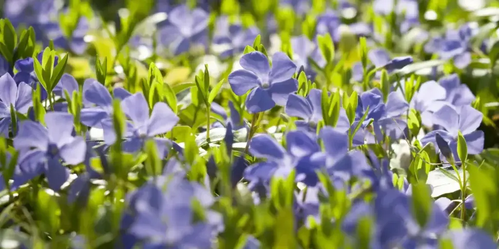 Barvínkovec-Catharanthus-rostlinkovo