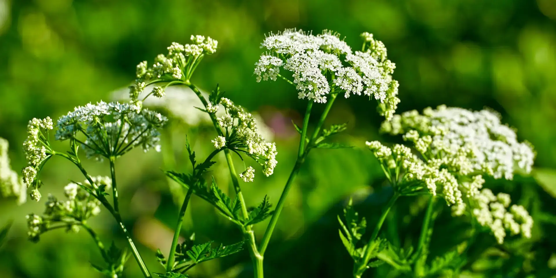 bolehlav-jedovata-rostlina-rostlinkovo
