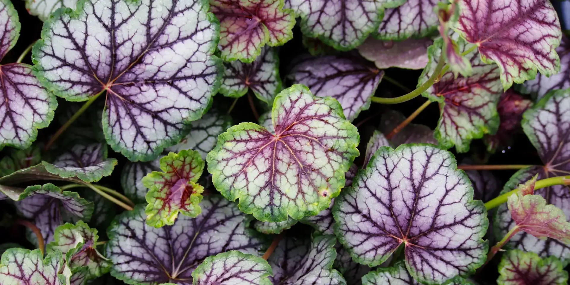 dlužicha-heuchera-rostlinkovo