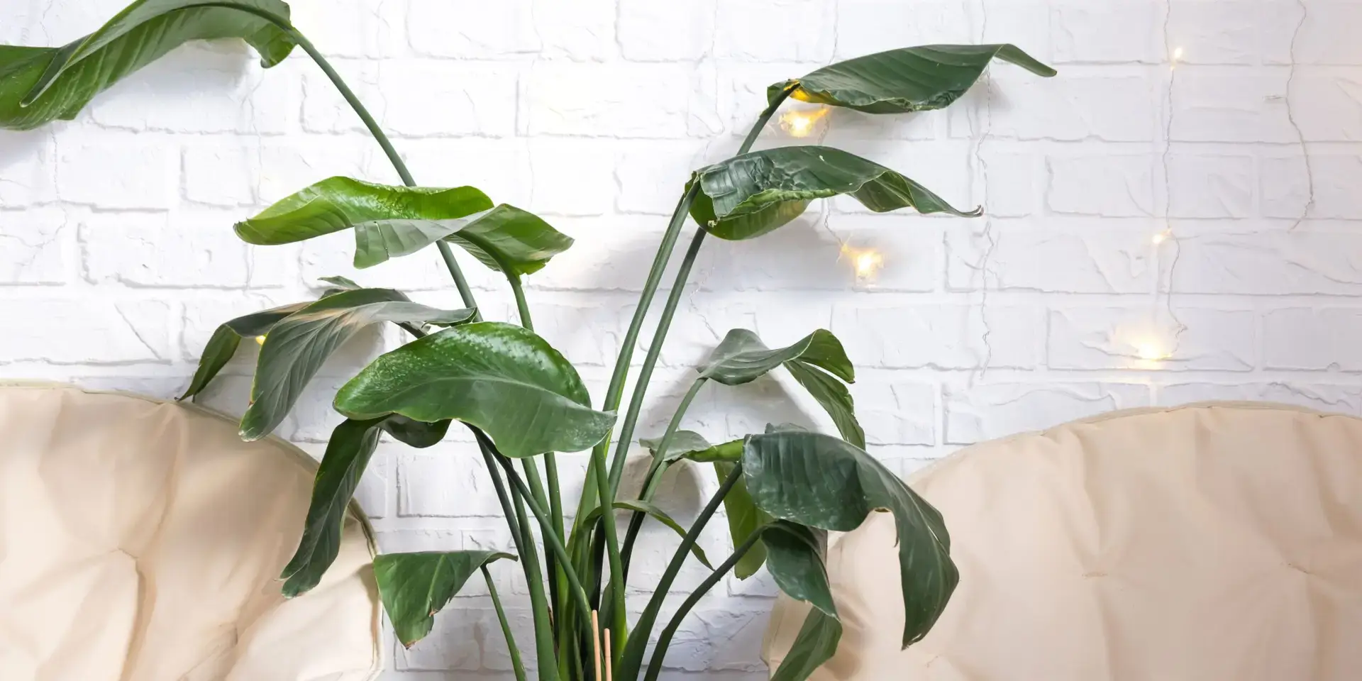 strelitzia-nicolai-rostlinkovo