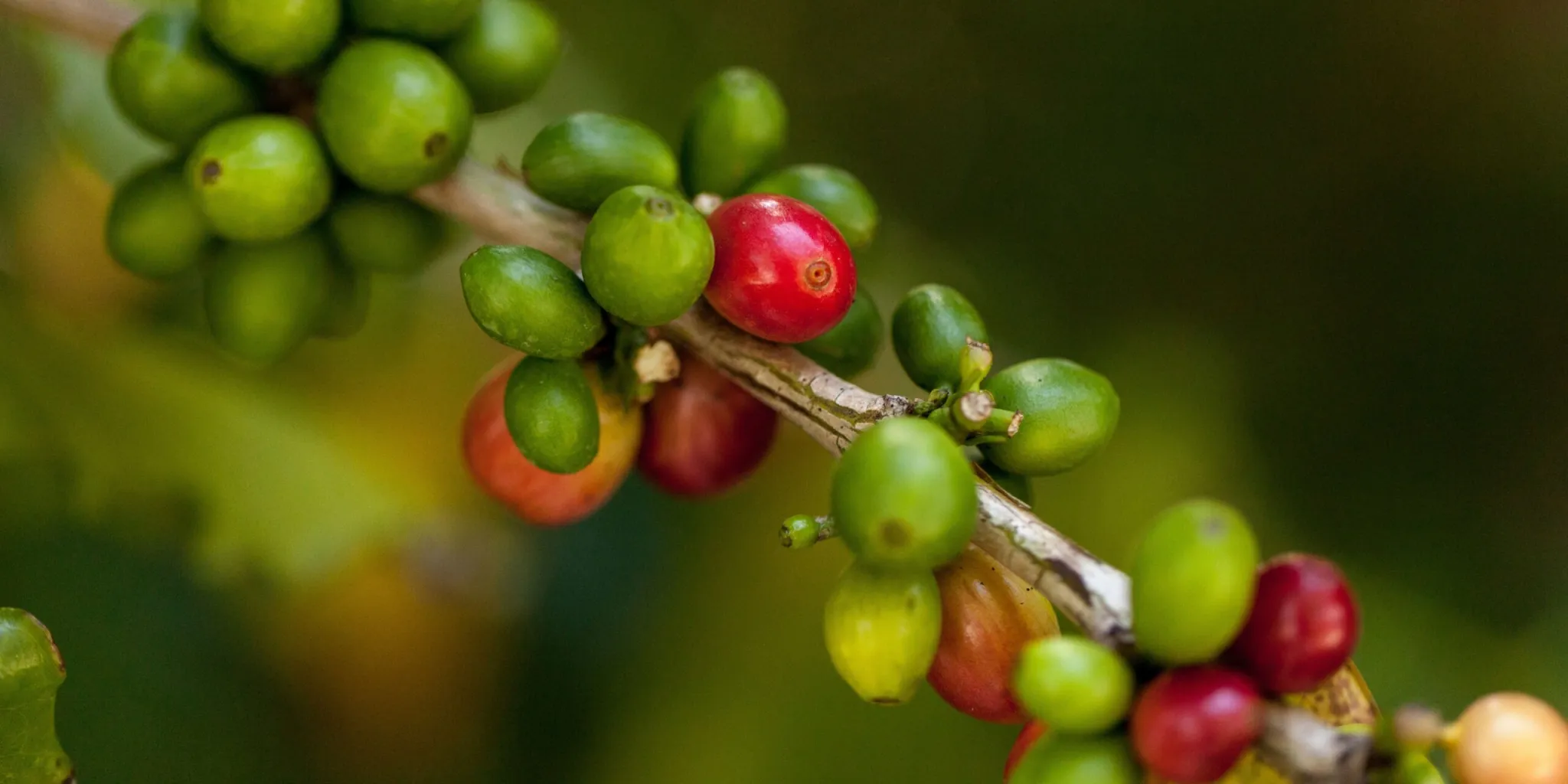 Kávovník-pěstování- rostlinkovo