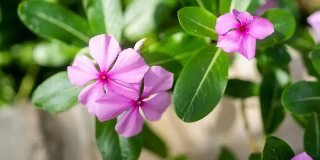 Barvínkovec-Catharanthus-rostlinkovo