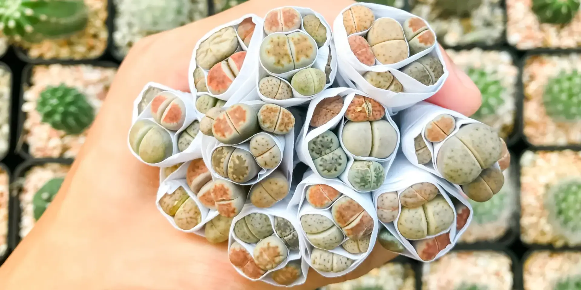 Lithops-živé-kameny-rostlinkovo